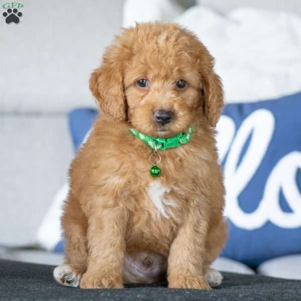 Danton, Golden Mountain Doodle Puppy